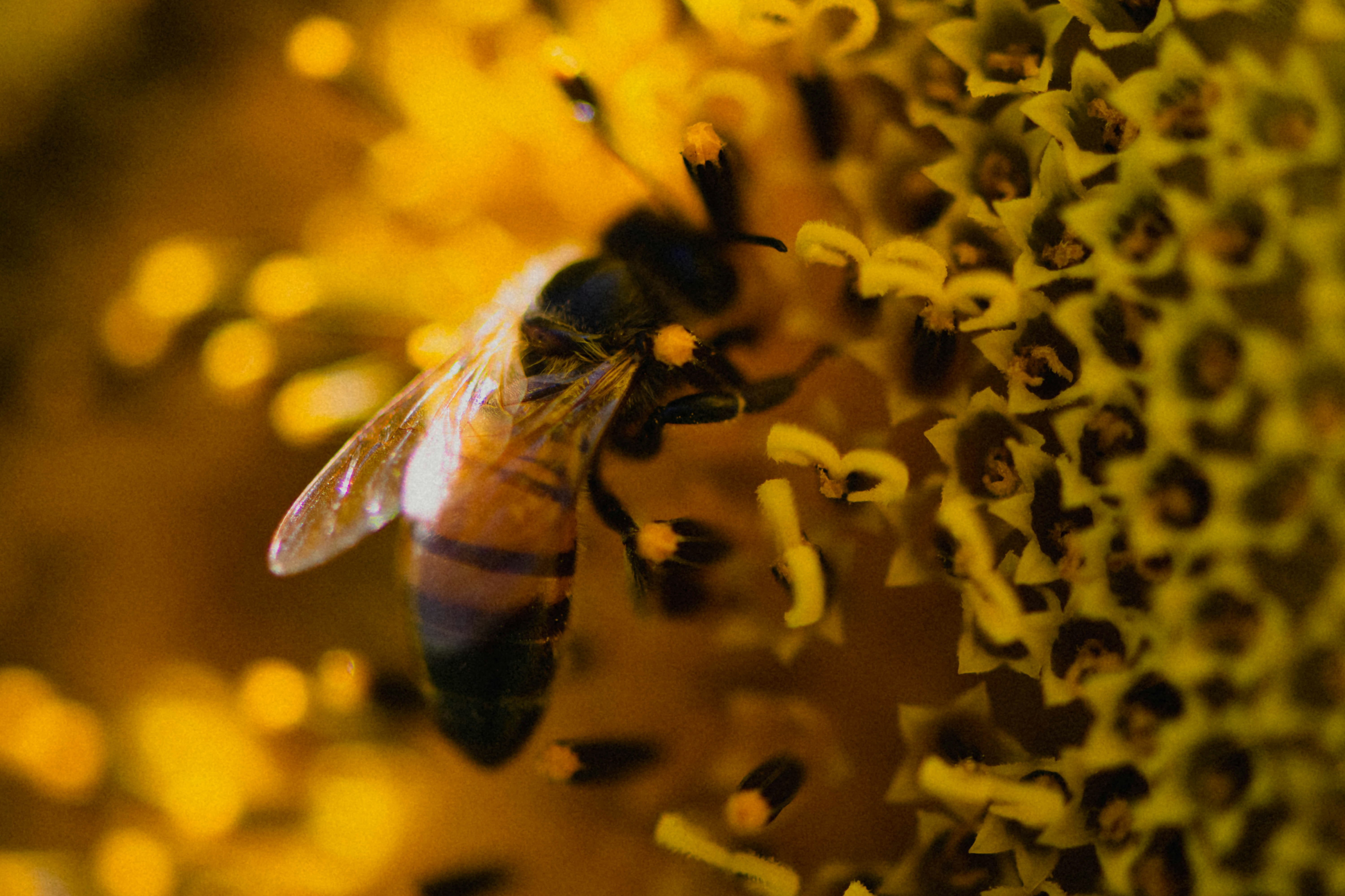 honeybee perched on yellow flower in close up photography during daytime